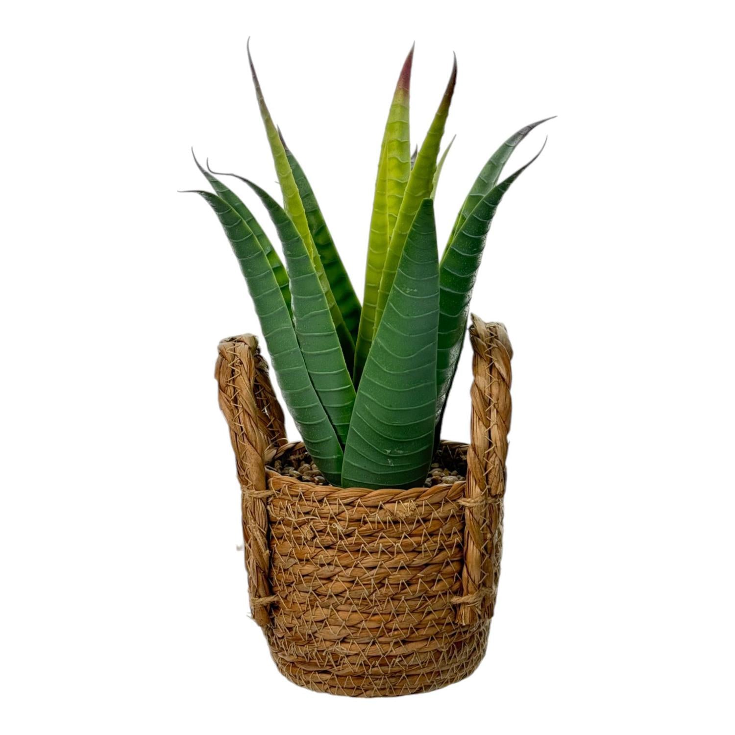 Planta Art 12X29 Verde F251
