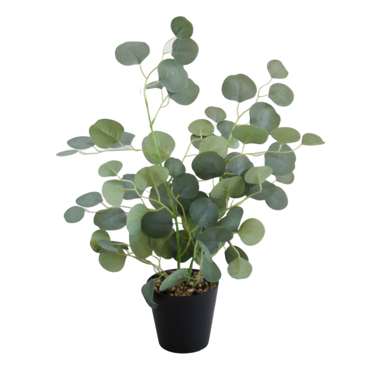 Planta Art 54X38X12.5Cm Eucalipto C Pote