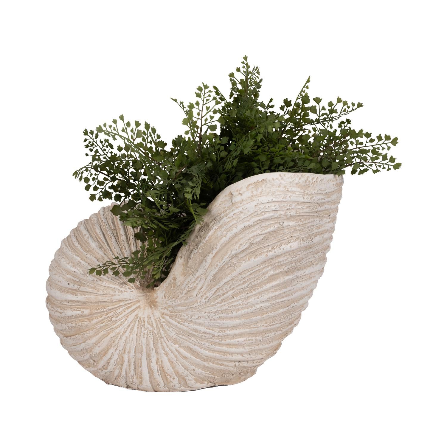 Figura 14X18X11 Bg Concha Marino Lv261